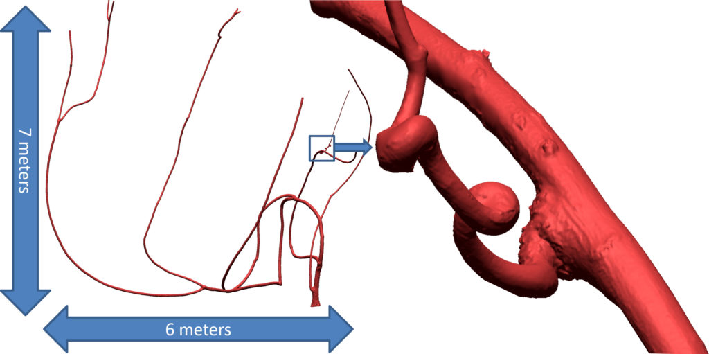 The big root/vine 3D laser scanned by Creaform Metra.