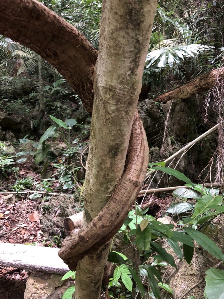 I think these trees are in love. Or they are strangling each other. You decide.